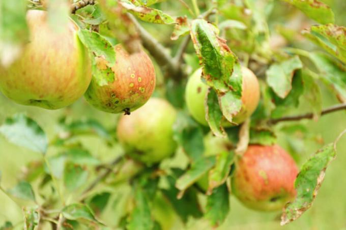 Varför äpplen och päron blad curl - orsaker och tips