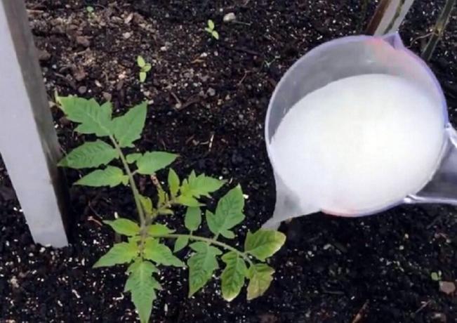 Om du planterar tomater, glöm inte att kasta in i hålet är ...