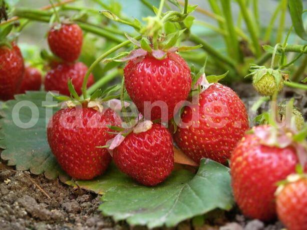 Växande jordgubbar. Illustration för en artikel används för en standardlicens © ofazende.ru