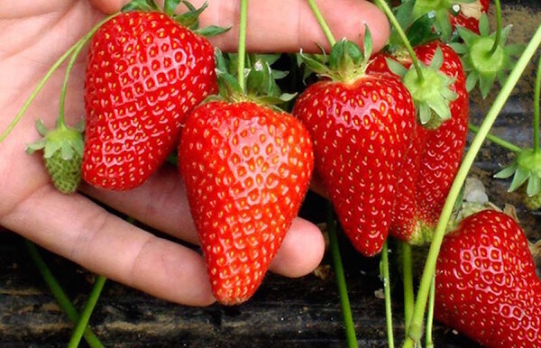 Göra sammansatt gödselmedel för jordgubbar från läkemedel