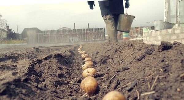 Ovanligt sätt att plantera potatis, med vilken du kan få en god skörd