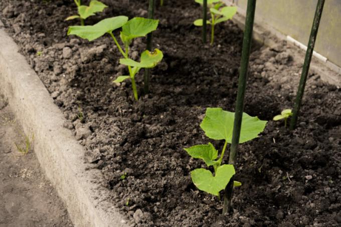 Plantering i öppen mark gynnsam effekt på tillväxten av gurka - mark och mineraltillgångar mer. Illustration för en artikel används för en standardlicens © ofazende.com