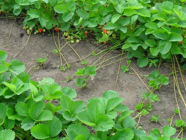 Hur man odlar jordgubbar från frö framgångsrikt och utan problem, och om att göra det alls