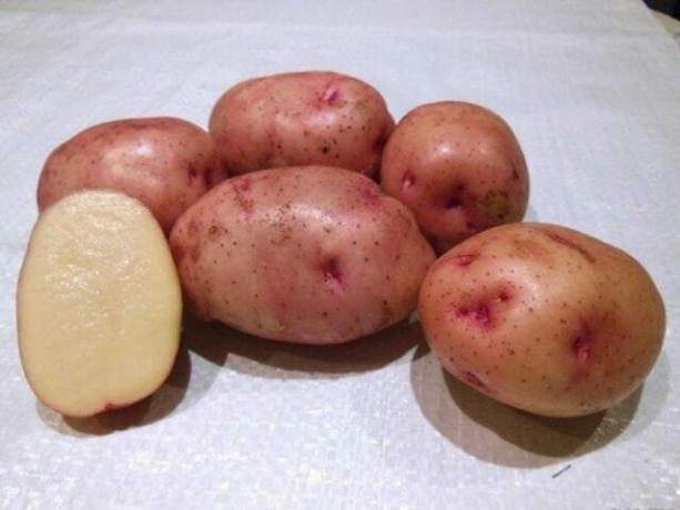 7 bästa potatissorter