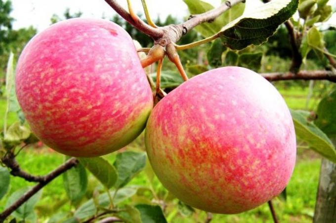 Förbered äpple till nästa säsong. Hur man kan öka nästa års skörd med 1,5 gånger
