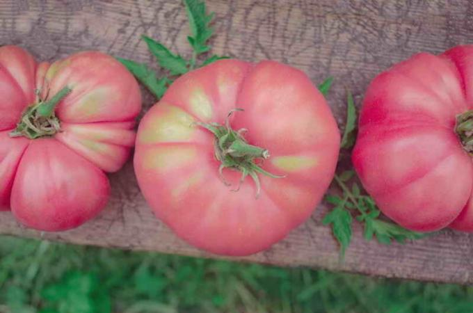 Rosa tomater. Illustration för en artikel används för en standardlicens © ofazende.ru