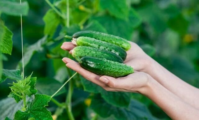 Grow läcker gurka: hemligheter erfarna trädgårdsmästare