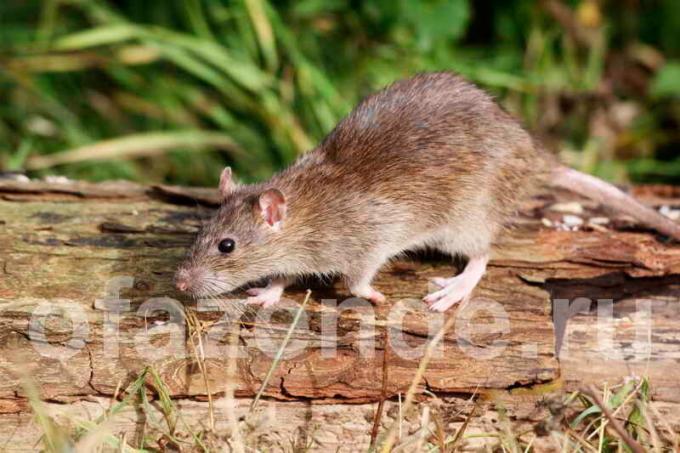 Bli av råttor i trädgården marken: billig human metod
