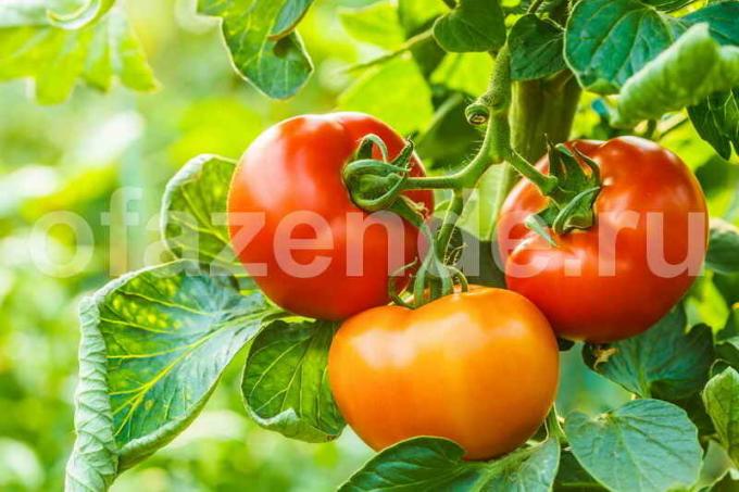 Växande tomater i växthuset (Foto används under standard licens © ofazende.ru)