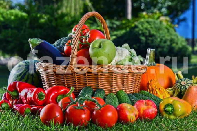 Grönsaker på sallad. Illustration för en artikel används för en standardlicens © ofazende.ru