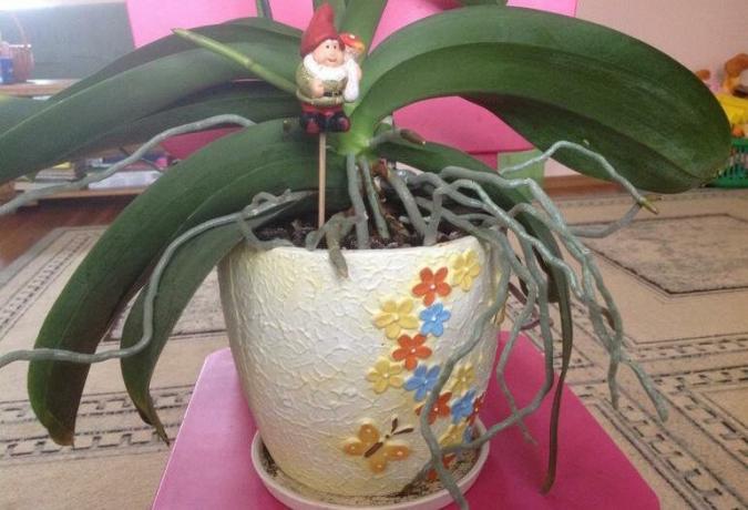 Rötterna av orkidéer kom ur potten: vad man ska göra
