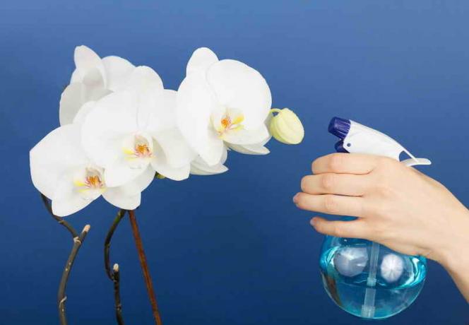 Vattning orkidéer. Illustration för en artikel används för en standardlicens © ofazende.ru