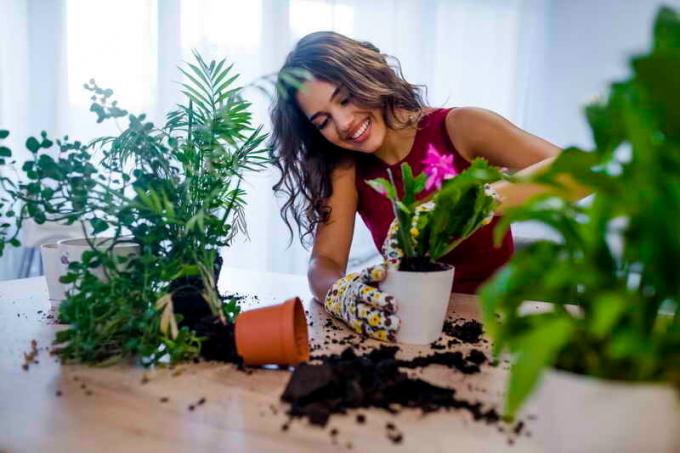 Att ta hand om krukväxter. Illustration för en artikel används för en standardlicens © ofazende.ru