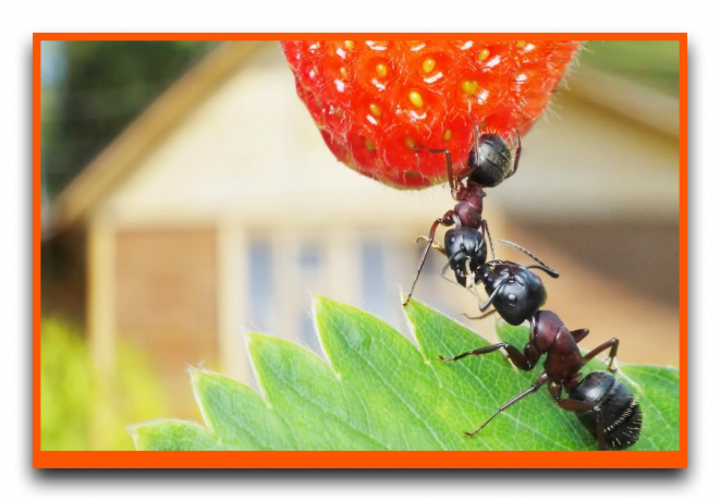 Myror äter jordgubbar