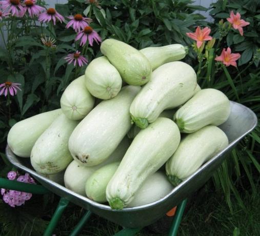 Vad att plantera i landet, nya sorter av zucchini. hybrider zucchini