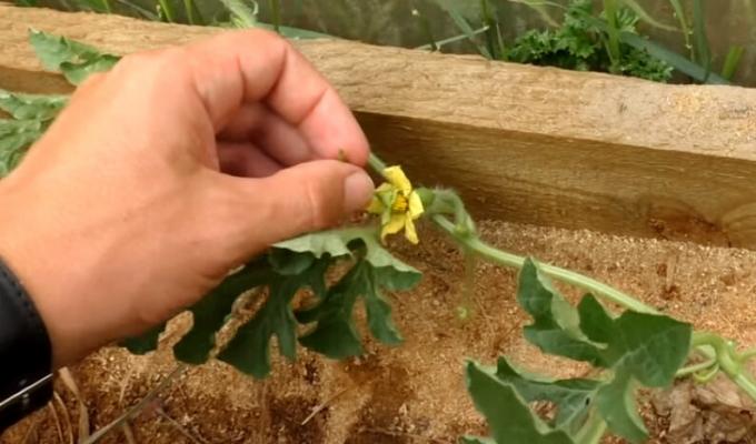 pollinering för hand