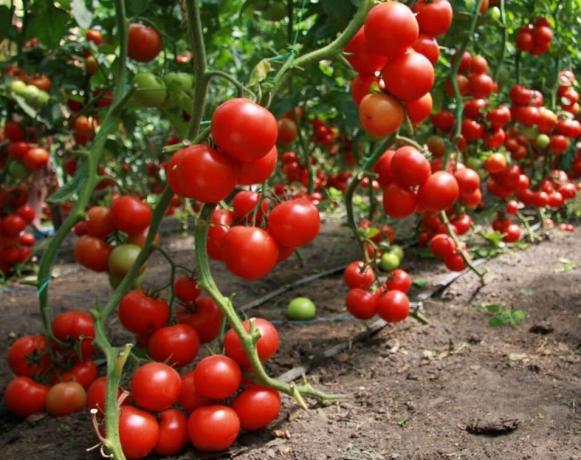 Hur får man en bra skörd av tomater