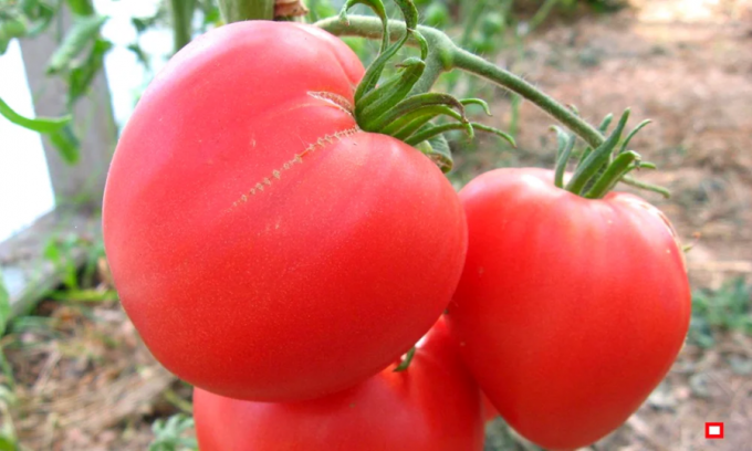 Översikt 4 sorter av de häftigaste och ger, tidig lång tomat för öppet fält och växthus