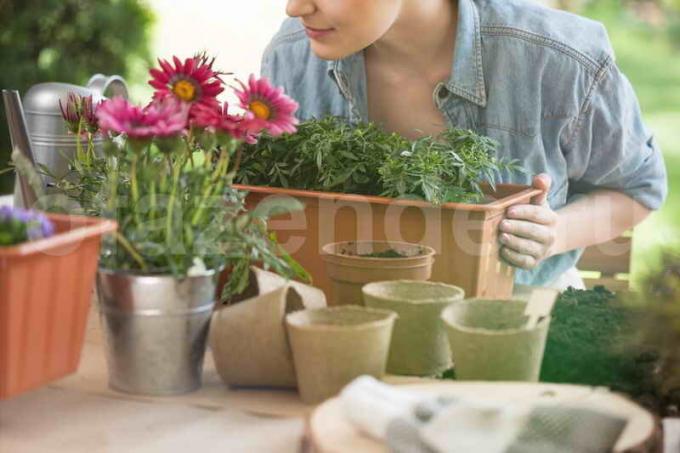 Växande krukväxter. Illustration för en artikel används för en standardlicens © ofazende.ru