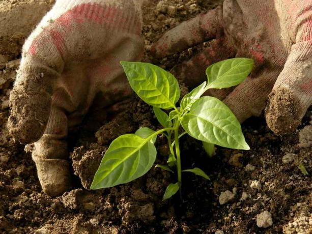 Funktioner peppar odling, som behöver veta trädgårdsmästaren