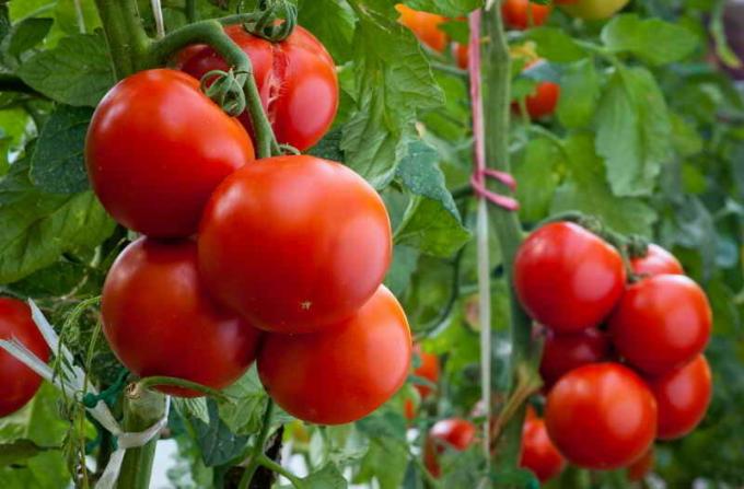 Care tomater. Illustration för en artikel används för en standardlicens © ofazende.ru