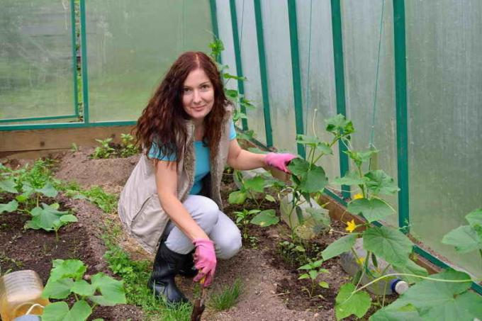 Växande gurka i växthus. Illustration för en artikel används för en standardlicens © ofazende.ru