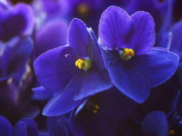 Purple Violets är ett tecken på sin egen utveckling och andlig tillväxt, bidrar till att normalisera förbindelserna med andra, få harmoni i kommunikation. (Foto används under standard licens © ofazende.ru)