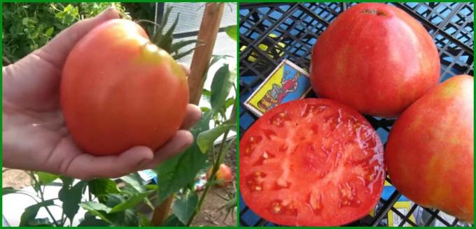5 Bästa avkastning och produktiva sorter av tomater att växa i växthus och på friland 2020