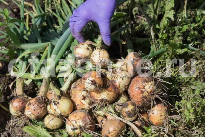 Allt om plantering lökar kinesiska sättet