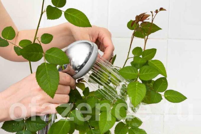 Så att tvätta krukväxter bladen av damm, till glimmande?