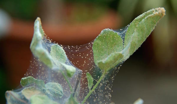 Hur man kan bli av spinnkvalster på krukväxter