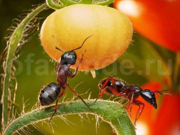 Att bli av med myror. Illustration för en artikel används för en standardlicens © ofazende.ru