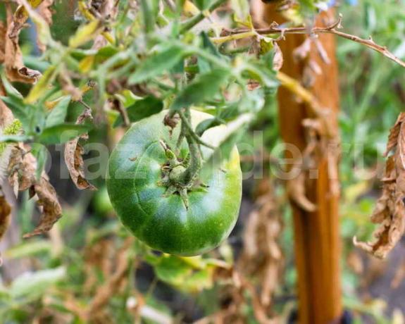 Växande tomater. Illustration för en artikel används för en standardlicens © ofazende.r