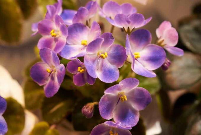 Blommande violer. Illustration för en artikel används för en standardlicens © ofazende.ru
