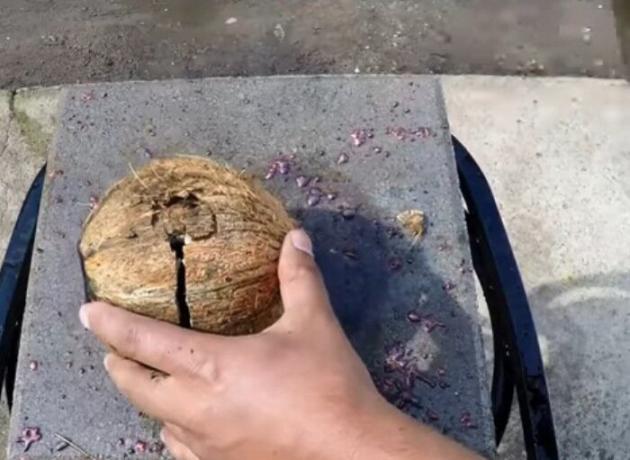 Coconut krossa med en hammare för att få ut av det en metallkula.