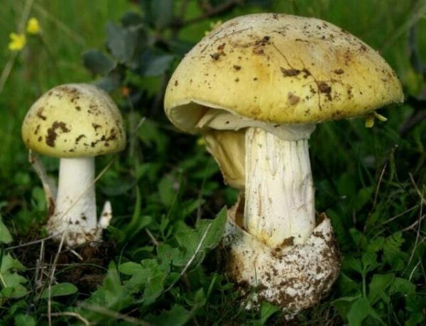 10 typer av giftiga svampar som är bäst kvar i skogen