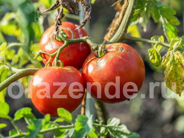 Tomater spricka. Illustration för en artikel används för en standardlicens © ofazende.ru