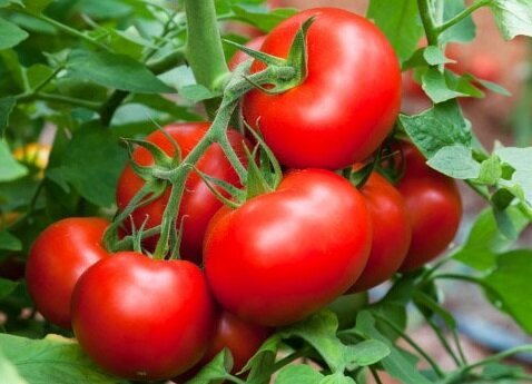 Effektiva sätt att hjälpa växa söta tomater