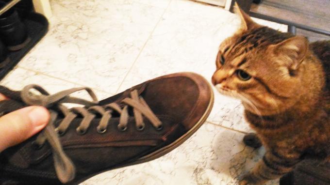 Godkännande av skor min katt.