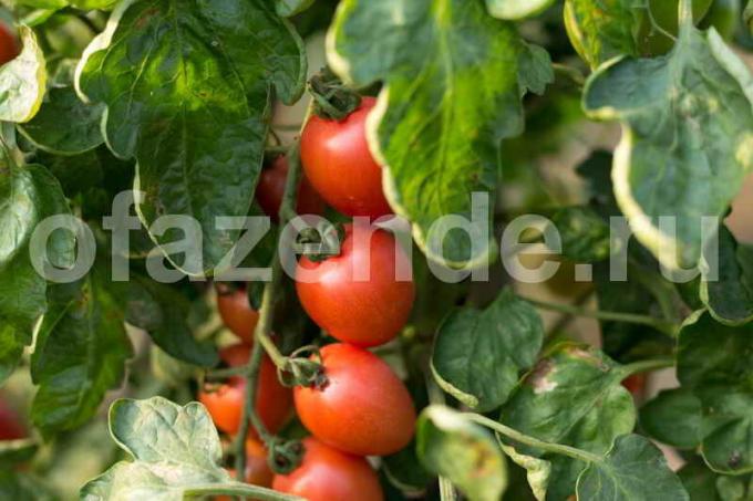 Växande tomater i växthuset. Illustration för en artikel används för en standardlicens © ofazende.ru