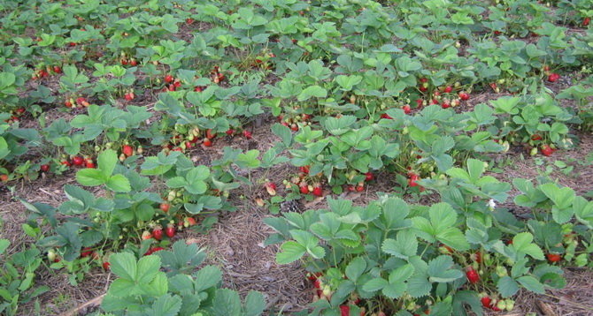 Den bästa tiden för plantering jordgubbar