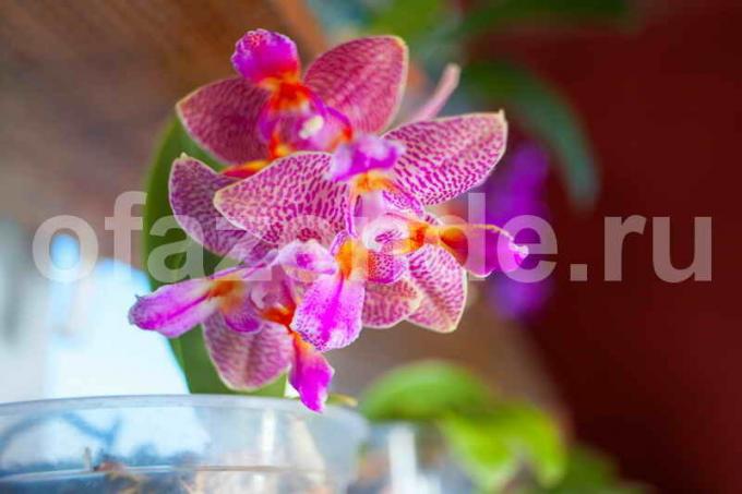 Växande orkidéer. Illustration för en artikel används för en standardlicens © ofazende.ru