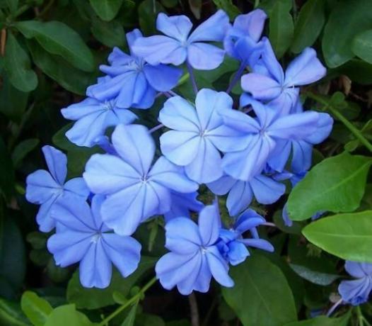 Monokroma blå blomställningar