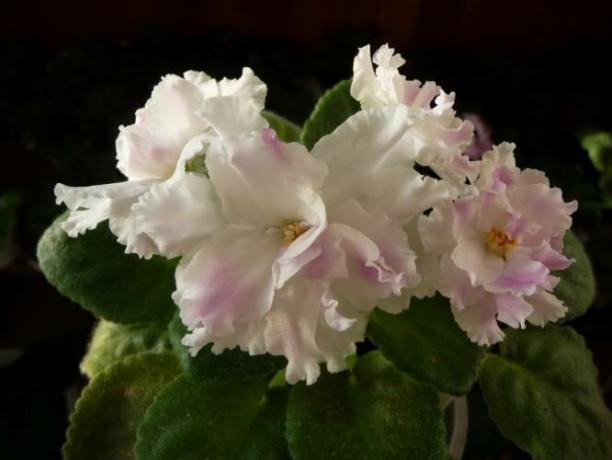 Fyra bästa matning för blommande violer cap