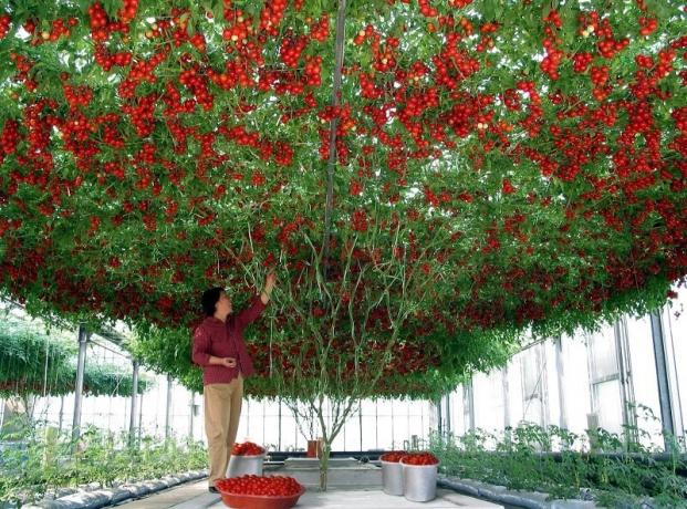 Tomat träd eller hur jag får 15 kg frukt per buske