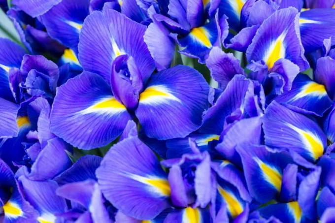 Blooming Iris. Illustration för en artikel används för en standardlicens © ofazende.ru