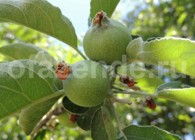 Apple samman - Mata trädet