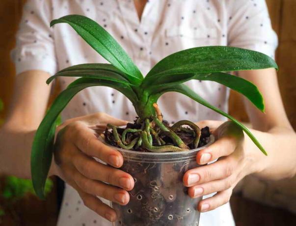 Varför orkidé rötter är torra, och ser ur potten? En signal att det är dags att agera
