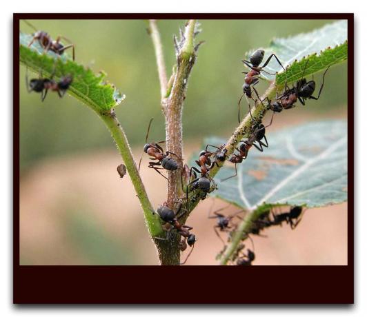 Myror skydda bladlöss
