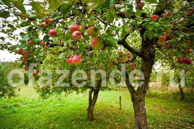 Vård av äppelträd. Illustration för en artikel används för en standardlicens © ofazende.ru